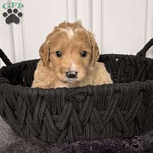 Winston, Mini Goldendoodle Puppy
